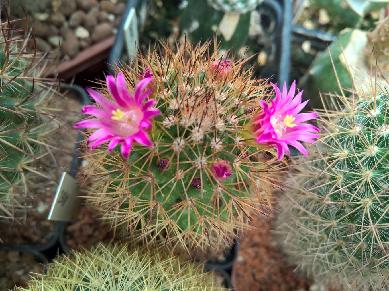 Mammillaria pseudoalamensis